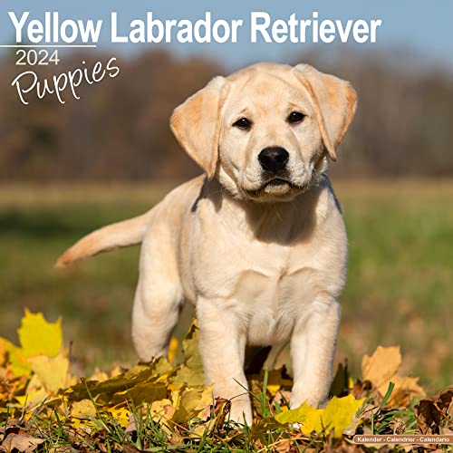 Yellow Labrador Retriever Puppies - Weiße Labradorwelpen 2024: Original Avonside-Kalender [Mehrsprachig] [Kalender] (Wall-Kalender) von Avonside Publishing Ltd