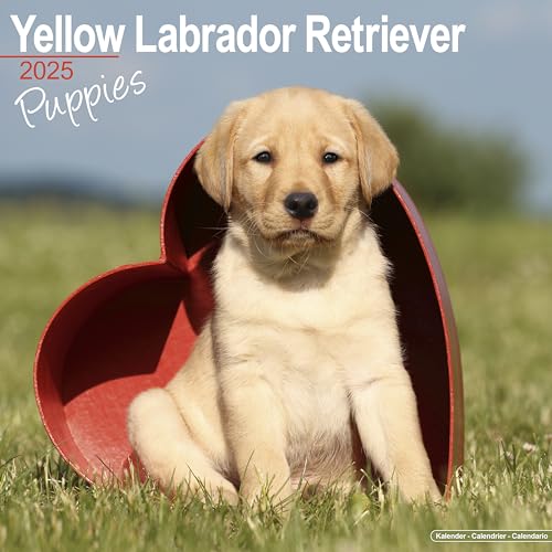Yellow Labrador Retriever Puppies - Weiße Labradorwelpen 2025: Original Avonside-Kalender [Mehrsprachig] [Kalender] (Wall-Kalender) von AVONSIDE