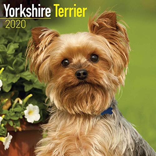 Yorkshire Terrier Calendar 2020 von Avonside Publishing