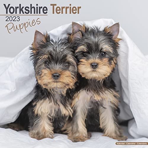 Yorkshire Terrier Puppies - Yorkshire Terrier Welpen 2023 - 16-Monatskalender: Original Avonside-Kalender [Mehrsprachig] [Kalender] (Wall-Kalender)