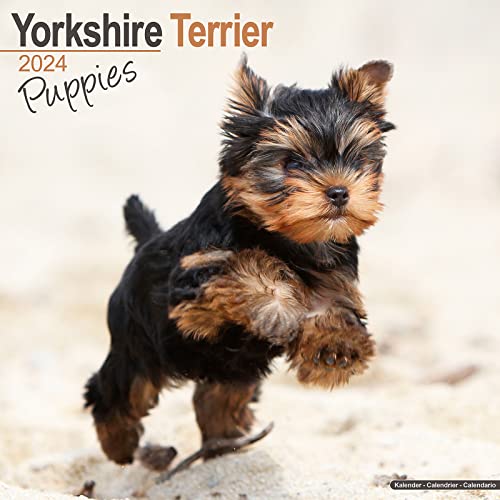 Yorkshire Terrier Puppies - Yorkshire Terrier Welpen 2024 16-Monatskalender: Original Avonside-Kalender [Mehrsprachig] [Kalender] (Wall-Kalender) von Avonside Publishing Ltd
