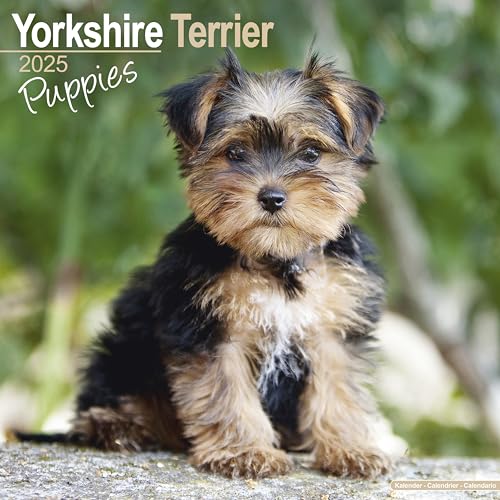 Yorkshire Terrier Puppies - Yorkshire Terrier Welpen 2025 16-Monatskalender: Original Avonside-Kalender [Mehrsprachig] [Kalender] (Wall-Kalender)