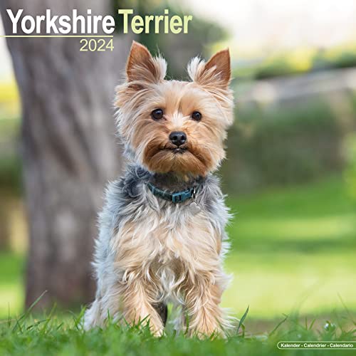 Yorkshire Terrier - Yorkshire Terrier 2024 16-Monatskalender: Original Avonside-Kalender [Mehrsprachig] [Kalender] (Wall-Kalender) von Avonside Publishing Ltd
