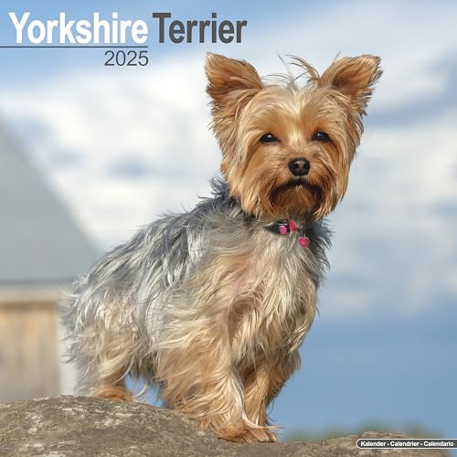 Yorkshire Terrier - Yorkshire Terrier 2025 16-Monatskalender: Original Avonside-Kalender [Mehrsprachig] [Kalender] (Wall-Kalender)