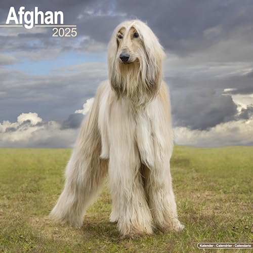 Afghan – Afghanen 2025 – 16-Monatskalender: Original Avonside-Kalender [Mehrsprachig] [Kalender] (Wall-Kalender)