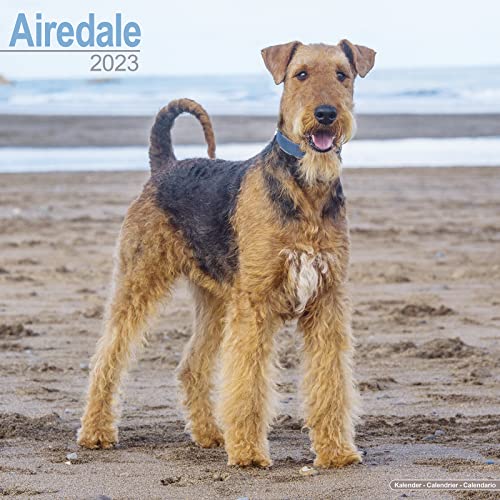 Airedale Terrier 2023 - 16-Monatskalender: Original Avonside-Kalender [Mehrsprachig] [Kalender] (Wall-Kalender) von Browntrout Verlags GmbH