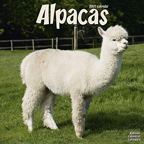 Alpacas - Alpakas 2021: Original Avonside-Kalender [Mehrsprachig] [Kalender] (Wall-Kalender)