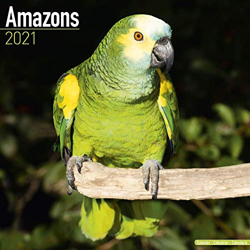 Amazons - Amazonenpapageien 2021: Original Avonside-Kalender [Mehrsprachig] [Kalender] (Wall-Kalender)
