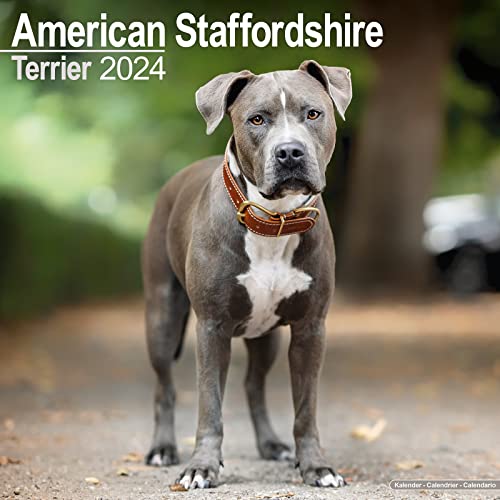 American Staffordshire Terrier 2024 – 16-Monatskalender: Original Avonside-Kalender [Mehrsprachig] [Kalender] (Wall-Kalender)