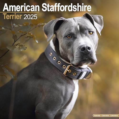 American Staffordshire Terrier 2025 – 16-Monatskalender: Original Avonside-Kalender [Mehrsprachig] [Kalender] (Wall-Kalender)