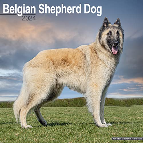 Belgian Shepherd Dog – Belgischer Schäferhund 2024 – 16-Monatskalender: Original Avonside-Kalender [Mehrsprachig] [Kalender] (Wall-Kalender) von Avonside Publishing Ltd