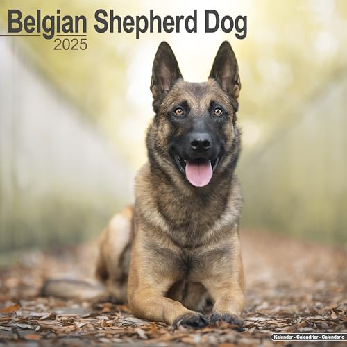 Belgian Shepherd Dog – Belgischer Schäferhund 2025 – 16-Monatskalender: Original Avonside-Kalender [Mehrsprachig] [Kalender] (Wall-Kalender) von AVONSIDE