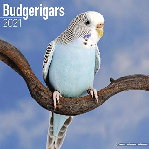 Budgerigars - Wellensittiche 2021: Original Avonside-Kalender [Mehrsprachig] [Kalender] (Wall-Kalender)