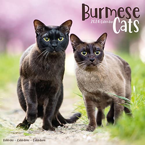 Burmese Cats - Burma Katzen 2024 - 16-Monatskalender: Original Avonside-Kalender [Mehrsprachig] [Kalender] (Wall-Kalender) von Avonside Publishing Ltd