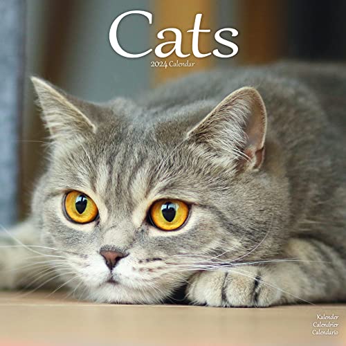 Cats - Katzen 2024 - 16-Monatskalender: Original Avonside-Kalender [Mehrsprachig] [Kalender] (Wall-Kalender) von Avonside Publishing Ltd