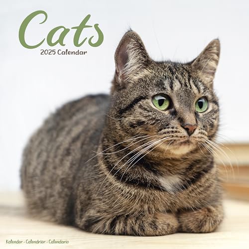 Cats – Katzen 2025 – 16-Monatskalender: Original Avonside-Kalender [Mehrsprachig] [Kalender] (Wall-Kalender)