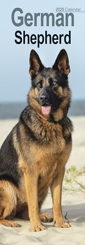 German Shepherds – Deutsche Schäferhunde 2025: Original Avonside-Kalender – Slimline [Mehrsprachig] [Kalender] (Slimline-Kalender)