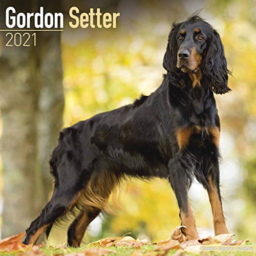 Gordon Setter 2021: Original Avonside-Kalender [Mehrsprachig] [Kalender] (Wall-Kalender)