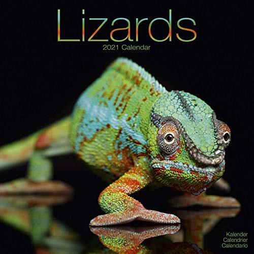 Lizards - Eidechsen 2021: Original Avonside-Kalender [Mehrsprachig] [Kalender] (Wall-Kalender)