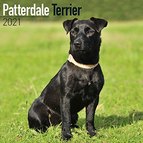 Patterdale Terrier 2021: Original Avonside-Kalender [Mehrsprachig] [Kalender] (Wall-Kalender)
