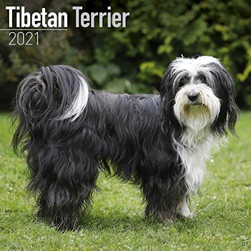 Tibetan Terrier - Tibet Terrier 2021: Original Avonside-Kalender [Mehrsprachig] [Kalender] (Wall-Kalender)