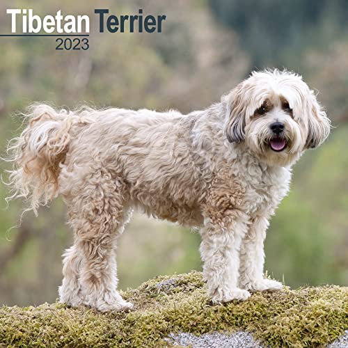 Tibetan Terrier - Tibet Terrier 2023: Original Avonside-Kalender [Mehrsprachig] [Kalender] (Wall-Kalender)