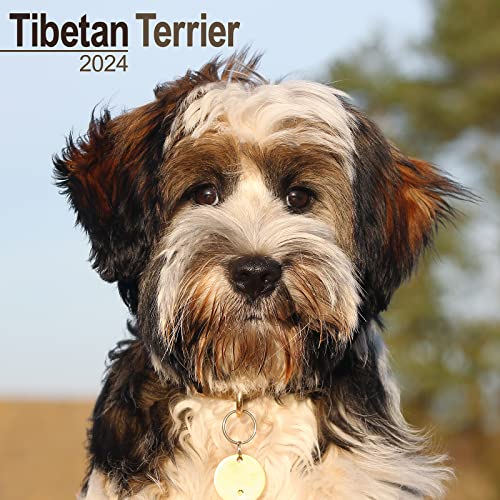Tibetan Terrier - Tibet Terrier 2024 - 16-Monatskalender: Original Avonside-Kalender [Mehrsprachig] [Kalender] (Wall-Kalender) von Avonside Publishing Ltd