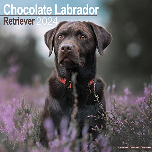 Chocolate Labrador Retriever - Brauner Labrador 2024 - 16-Monatskalender: Original Avonside-Kalender [Mehrsprachig] [Kalender] (Wall-Kalender) von Avonside Publishing Ltd