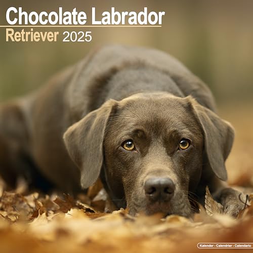 Chocolate Labrador Retriever – Brauner Labrador 2025 – 16-Monatskalender: Original Avonside-Kalender [Mehrsprachig] [Kalender] (Wall-Kalender)