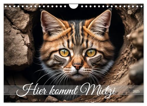 Hier kommt Mietzi (Wandkalender 2025 DIN A4 quer), CALVENDO Monatskalender von CALVENDO