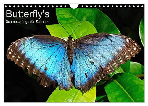 Butterfly's - Schmetterlinge für Zuhause (Wandkalender 2025 DIN A4 quer), CALVENDO Monatskalender von CALVENDO