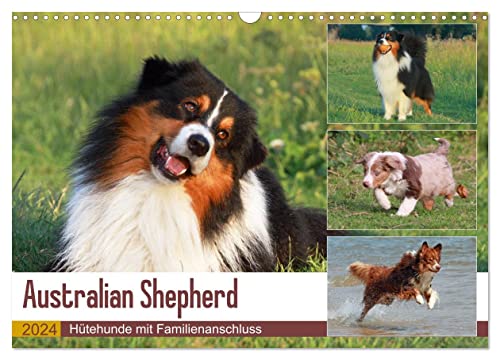 Australian Shepherd - Hütehunde mit Familienanschluss (Wandkalender 2024 DIN A3 quer), CALVENDO Monatskalender