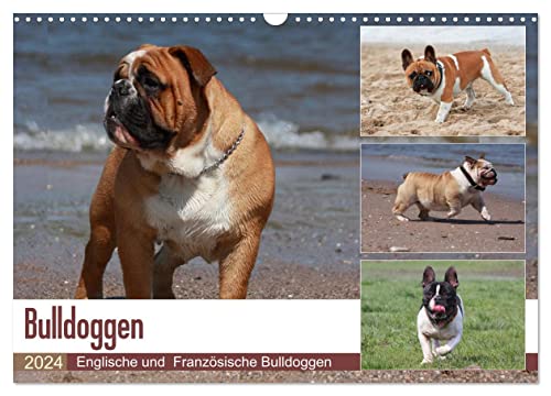 Bulldoggen - Englische und Französische Bulldoggen (Wandkalender 2024 DIN A3 quer), CALVENDO Monatskalender