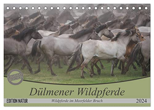 Dülmener Wildpferde - Wildpferde im Meerfelder Bruch (Tischkalender 2024 DIN A5 quer), CALVENDO Monatskalender
