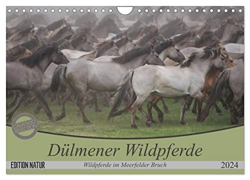 Dülmener Wildpferde - Wildpferde im Meerfelder Bruch (Wandkalender 2024 DIN A4 quer), CALVENDO Monatskalender