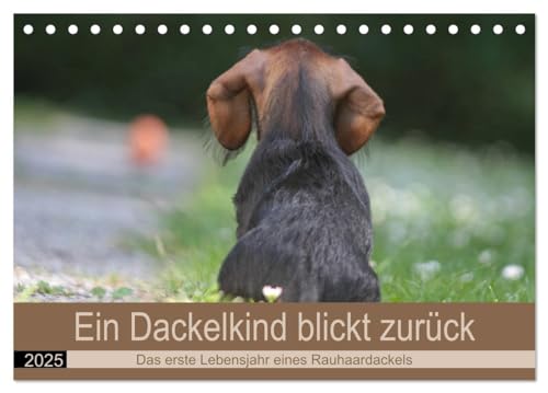 Ein Dackelkind blickt zurück (Tischkalender 2025 DIN A5 quer), CALVENDO Monatskalender