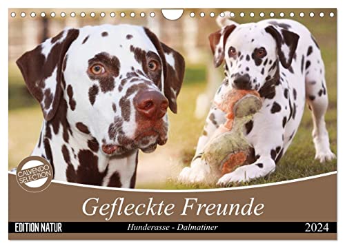 Gefleckte Freunde - Hunderasse Dalmatiner (Wandkalender 2024 DIN A4 quer), CALVENDO Monatskalender von CALVENDO