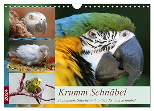 Krumm Schnäbel - Papageien, Sittiche und andere Krumm Schnäbel (Wandkalender 2024 DIN A4 quer), CALVENDO Monatskalender von CALVENDO