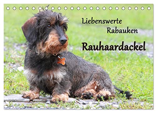 Liebenswerte Rabauken Rauhaardackel/CH-Version (Tischkalender 2024 DIN A5 quer), CALVENDO Monatskalender von CALVENDO