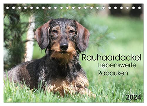 Liebenswerte Rabauken - Rauhaardackel (Tischkalender 2024 DIN A5 quer), CALVENDO Monatskalender
