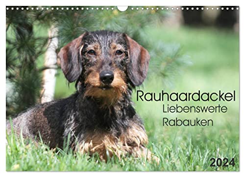 Liebenswerte Rabauken - Rauhaardackel (Wandkalender 2024 DIN A3 quer), CALVENDO Monatskalender