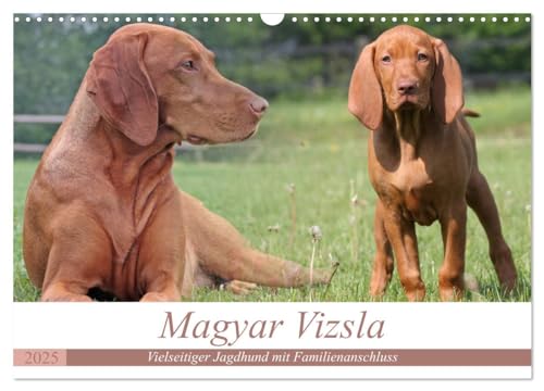 Magyar Vizsla - Vielseitiger Jagdhund mit Familienanschluss (Wandkalender 2025 DIN A3 quer), CALVENDO Monatskalender von CALVENDO