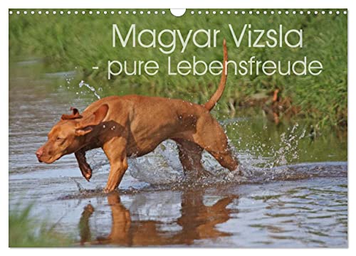 Magyar Vizsla - pure Lebensfreude (Wandkalender 2024 DIN A3 quer), CALVENDO Monatskalender