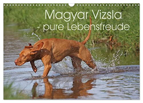 Magyar Vizsla - pure Lebensfreude (Wandkalender 2025 DIN A3 quer), CALVENDO Monatskalender von CALVENDO