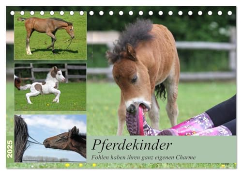 Pferdekinder - Fohlen haben ihren ganz eigenen Charme (Tischkalender 2025 DIN A5 quer), CALVENDO Monatskalender: Fohlen verzaubern jeden der sie sieht - denn jedes hat seinen besonderen Charme. von CALVENDO