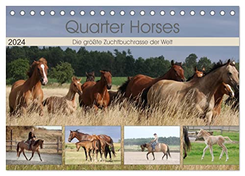 Quarter Horses - Die größte Zuchtbuchrasse der Welt (Tischkalender 2024 DIN A5 quer), CALVENDO Monatskalender von CALVENDO