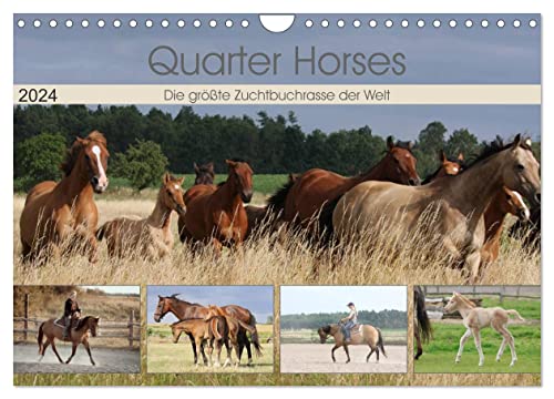 Quarter Horses - Die größte Zuchtbuchrasse der Welt (Wandkalender 2024 DIN A4 quer), CALVENDO Monatskalender von CALVENDO