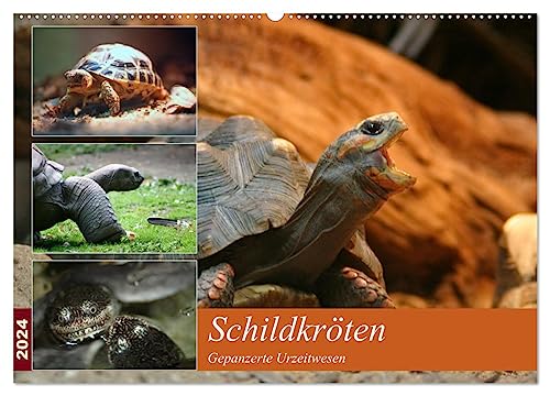 Schildkröten - Gepanzerte Urzeitwesen (Wandkalender 2024 DIN A2 quer), CALVENDO Monatskalender