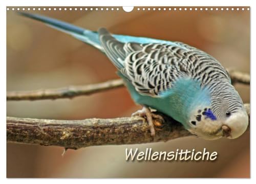 Wellensittiche (Wandkalender 2025 DIN A3 quer), CALVENDO Monatskalender: Wunderschöne Fotos von Wellensittichen von CALVENDO