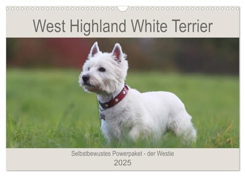 West Highland White Terrier - Selbstbewustes Powerpaket - der Westie (Wandkalender 2025 DIN A3 quer), CALVENDO Monatskalender von CALVENDO